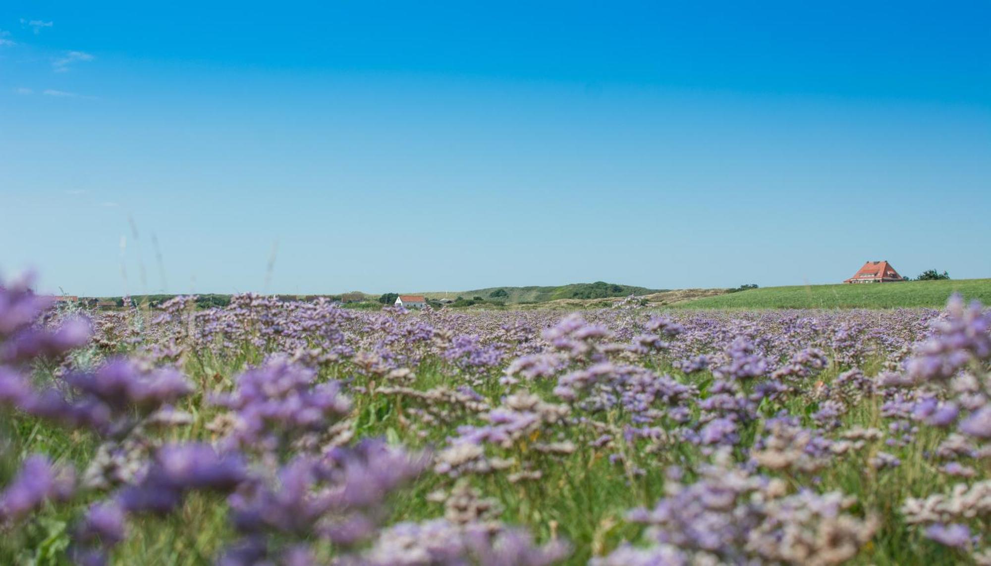 Arche Svea Kiebitz Spiekeroog Exteriér fotografie