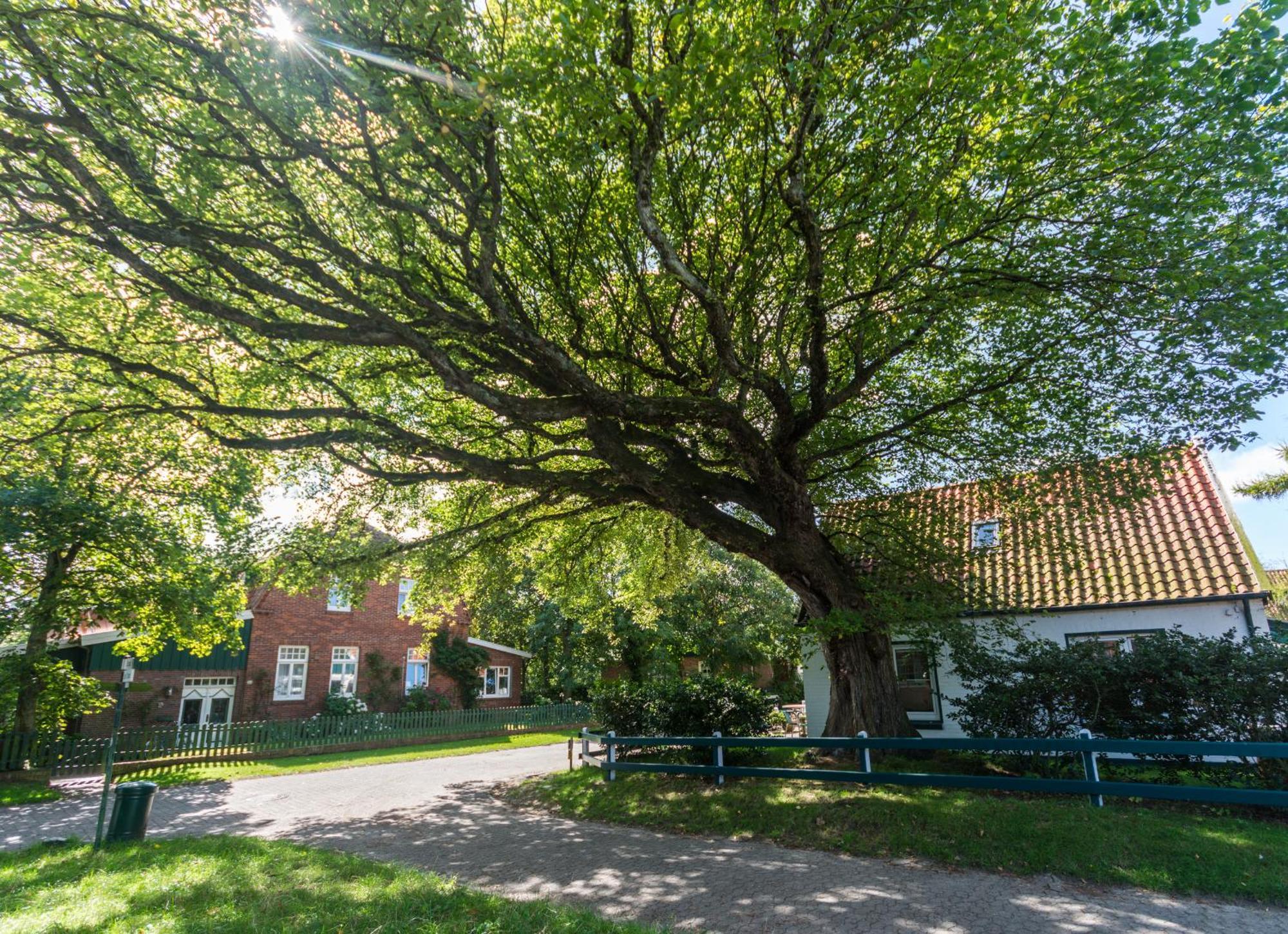 Arche Svea Kiebitz Spiekeroog Exteriér fotografie